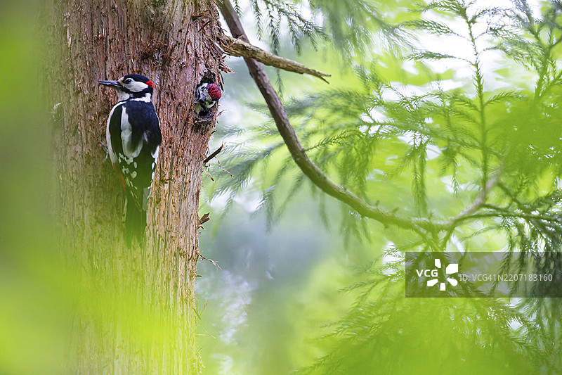 大斑啄木鸟（Dendrocopos major），一只快要离巢的幼鸟在巢穴中探出头，旁边是一只成年雄鸟坐在树干上，德国黑森州巴德洪堡。图片素材
