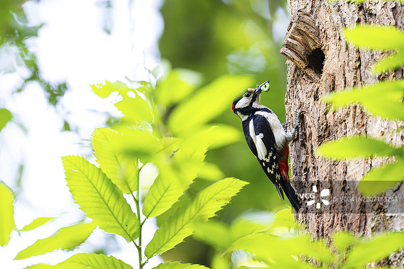 大斑啄木鸟（Dendrocopos major），雄性嘴里叼着粗大的绿色毛虫，正在繁殖巢穴旁等待，德国黑森州巴德洪堡，欧洲图片素材