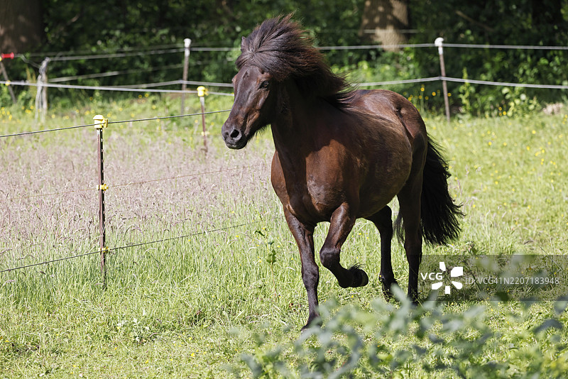 冰岛马（Equus islandicus），阉马在德国石勒苏益格-荷尔斯泰因的草地上奔跑图片素材