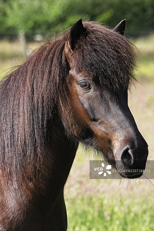 冰岛马(Equus islandicus),阉马,肖像,德国石勒苏益格-荷尔斯泰因,欧洲图片素材