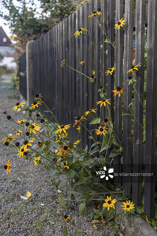 木栅栏上盛开的锥花（鲁德贝基亚），德国萨克森州奥贝库纳斯多夫图片素材