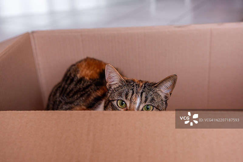 好奇的猫咪从纸箱里探出头来图片素材