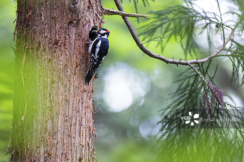 大斑啄木鸟（Dendrocopos major），雄性在繁殖巢穴中嘴里叼着绿色毛虫，德国黑森州巴德洪堡。图片素材