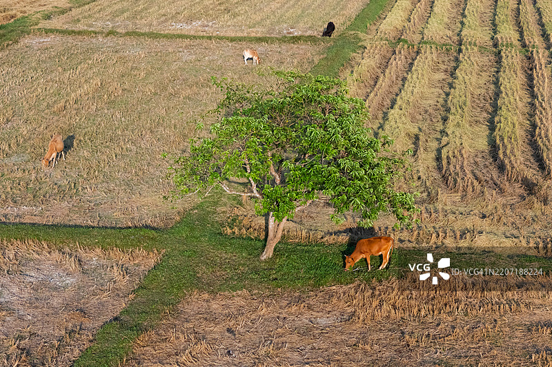 从空中俯瞰牛群在绿色田野上吃草图片素材