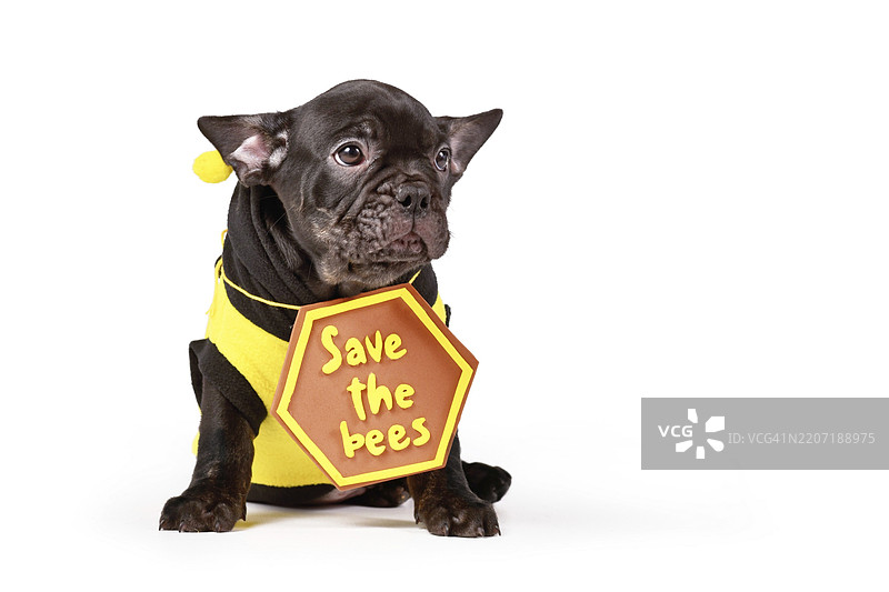穿着蜜蜂服装并举着“拯救蜜蜂”标志的伤心法国斗牛犬小狗，背景为白色。图片素材