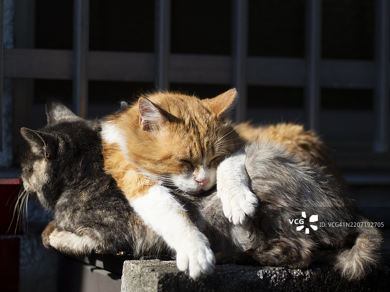 冬日阳光下，野生猫咪聚集在隔墙上。图片素材