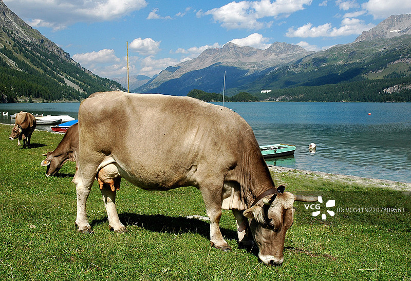 湖边的牛群在吃草 2图片素材