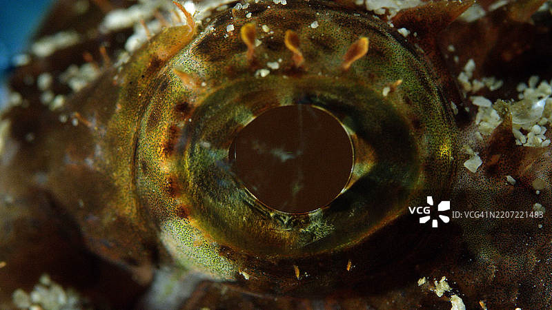 胡须鲉鱼（Scorpaenopsis barbatus）的特写，位于印度尼西亚拉贾安帕特，慢动作，亚洲图片素材