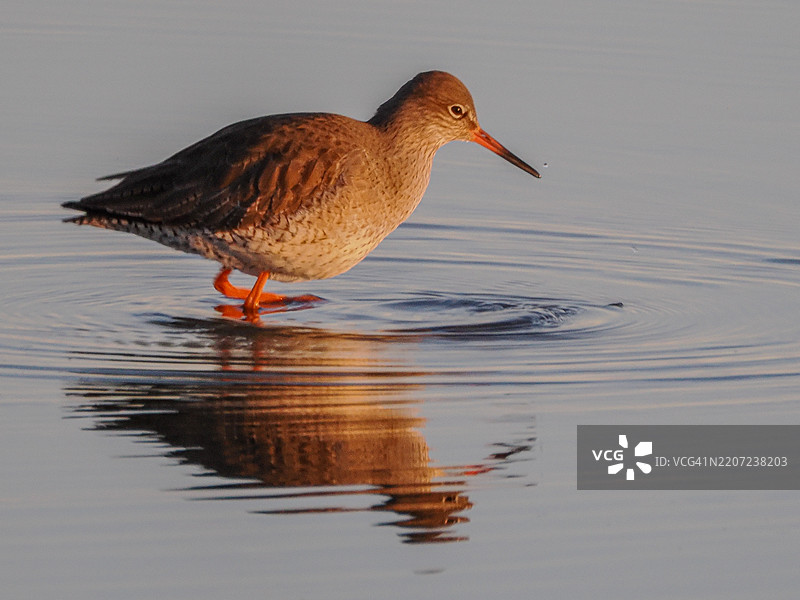 湖中斑点红脚鹬的特写镜头图片素材