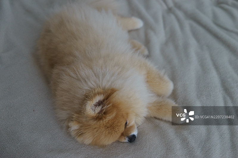高角度视图的猫咪在床上睡觉图片素材
