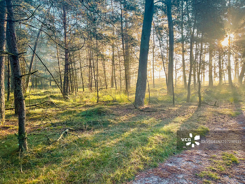 荷兰乌特勒支阿默斯福特的森林中的树木图片素材