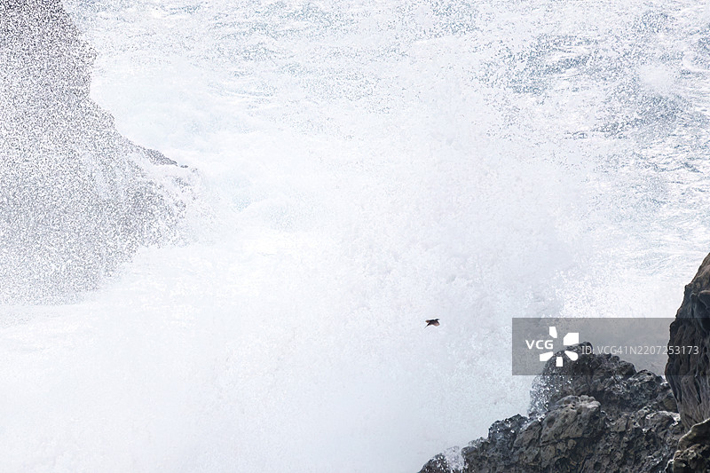 美丽的蓝岩鹨（Monticola solitarius，白喉鸲科）起飞。白色的海浪拍打着海岸。图片素材