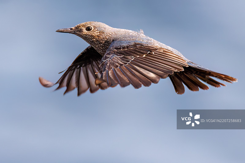 美丽的蓝岩鹨(Monticola solitarius,贝维克的知更鸟科)拍打着翅膀飞出。日出时分的底古港和底古海滩。八丈岛,伊豆群岛,东京 - 2025年3月2日。图片素材