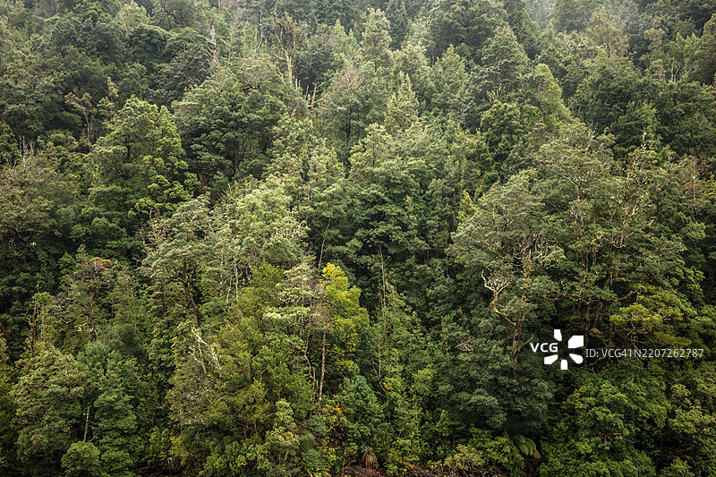 戈登河的雨林。自然绿色树木背景概念图片素材