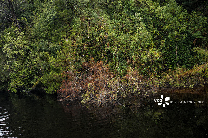 戈登河的雨林。自然绿色树木背景概念图片素材