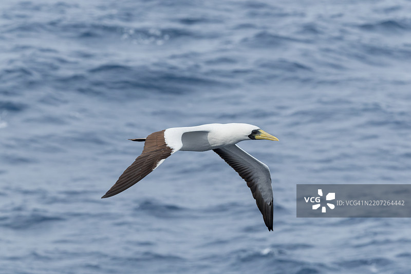 面具鲣鸟 (Sula dactylatra)图片素材