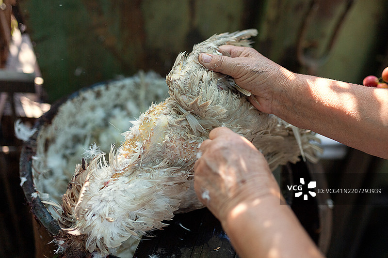 用手拔鸟毛。特写。图片素材