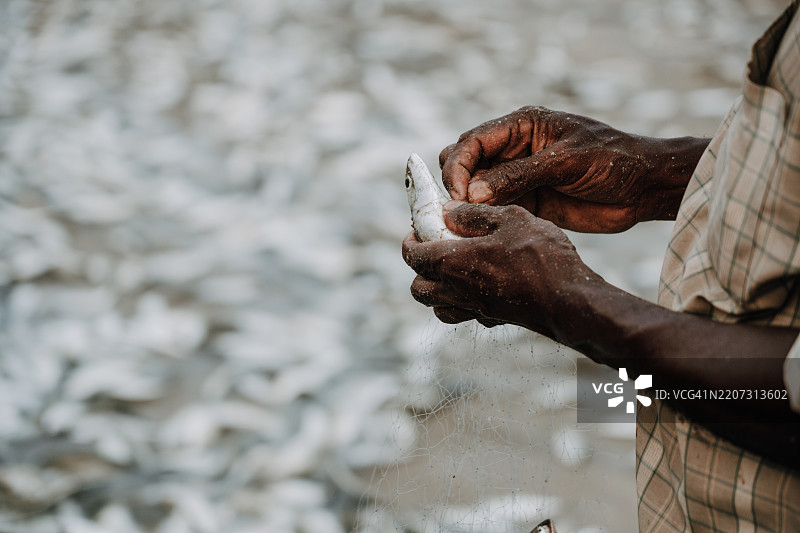 在印度果阿海岸，渔民正在处理新捕获的鱼。图片素材