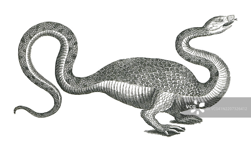 在巴农尼亚田野中捕获的两条腿的龙。图片素材