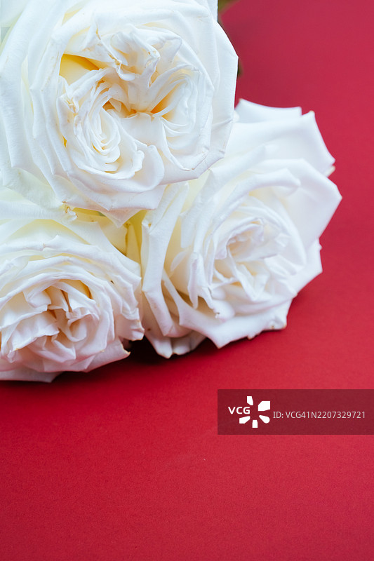 白玫瑰，朴素背景上的花朵。白色花蕾。图片素材