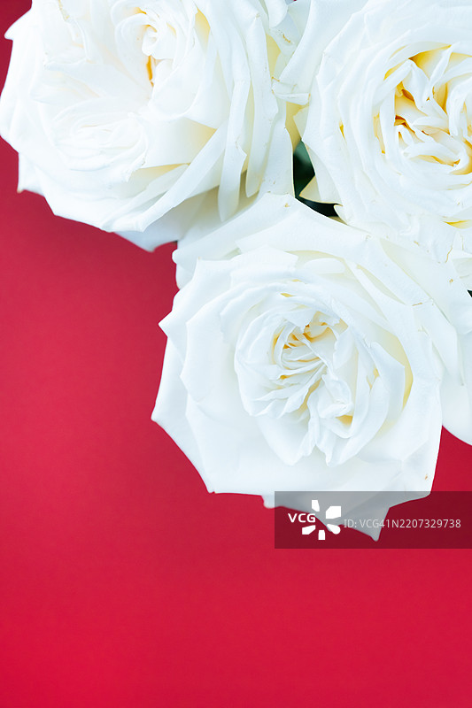 白玫瑰，朴素背景上的花朵。白色花蕾。图片素材