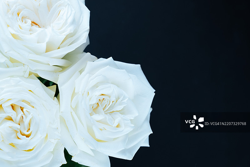 白玫瑰，花朵在简单背景上。白色花蕾。图片素材