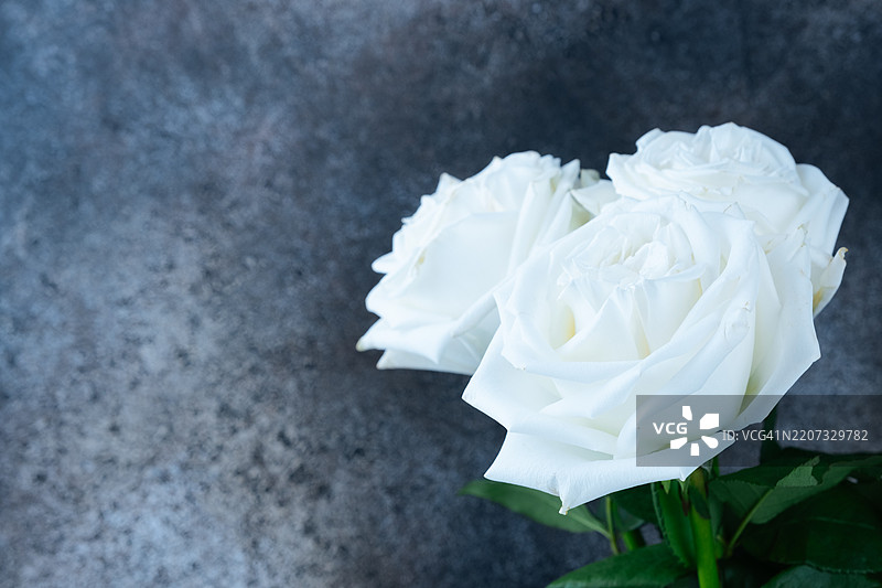 白玫瑰，朴素背景上的花朵。白色花蕾。图片素材