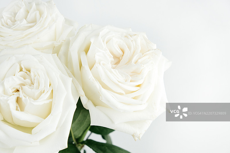 白玫瑰，简单背景上的花朵。白色花蕾。图片素材