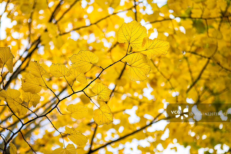 秋天的色彩图片素材