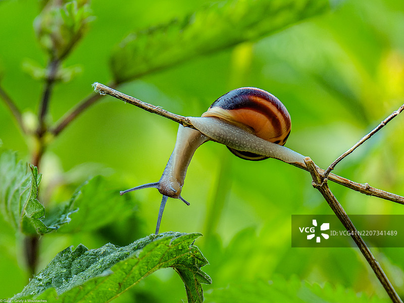 植物上的蜗牛特写图片素材