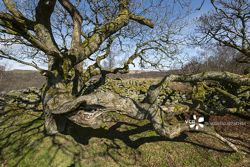 德比郡峰区的一棵扭曲的老橡树图片素材