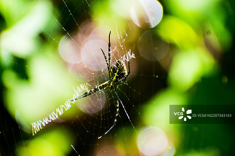 印度基切里的一只蜘蛛特写在网中图片素材