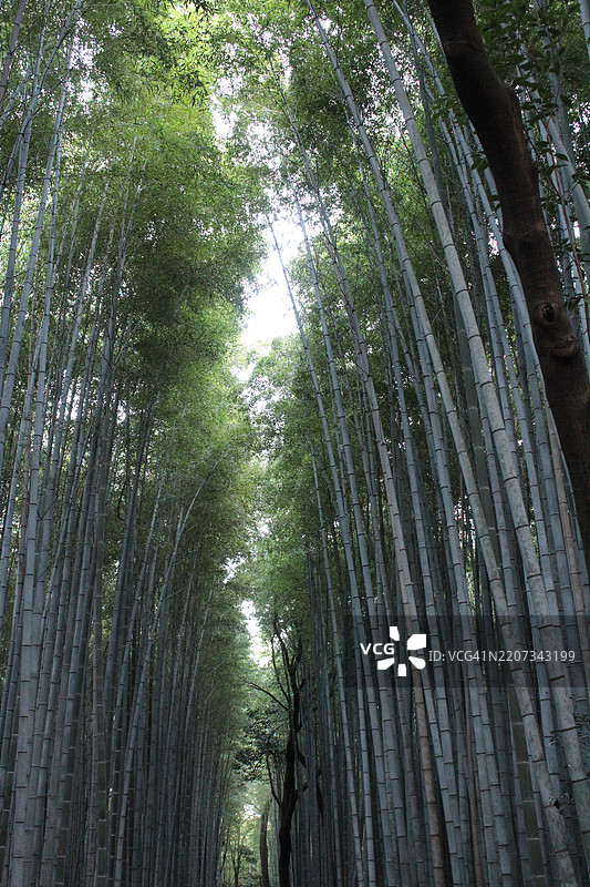 森林中的竹子景观图片素材