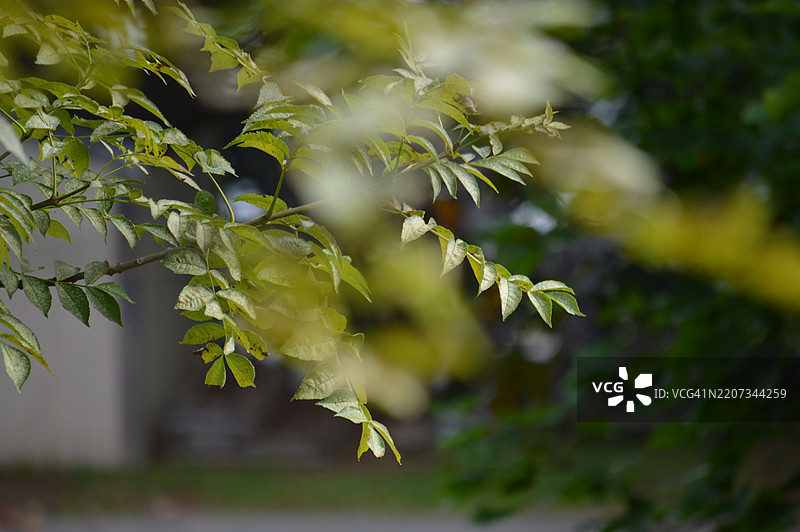 树叶特写图片素材