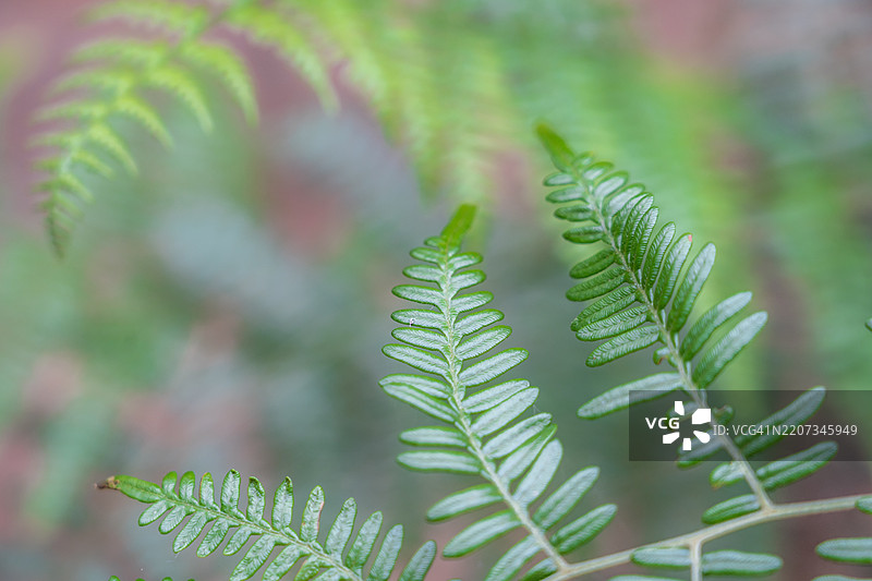 热带植物的绿色叶子花卉布置，室内花园自然背景，白色背景上独立，包含抠图路径，哥伦比亚图片素材