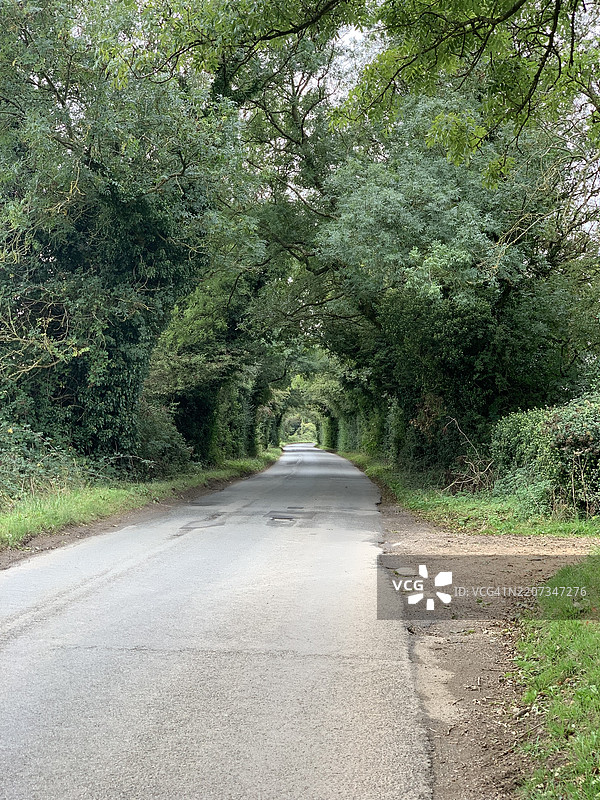 森林中树木环绕的空旷道路，切尔滕纳姆，英国图片素材