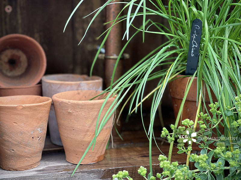 英国南特威奇的盆栽植物特写图片素材
