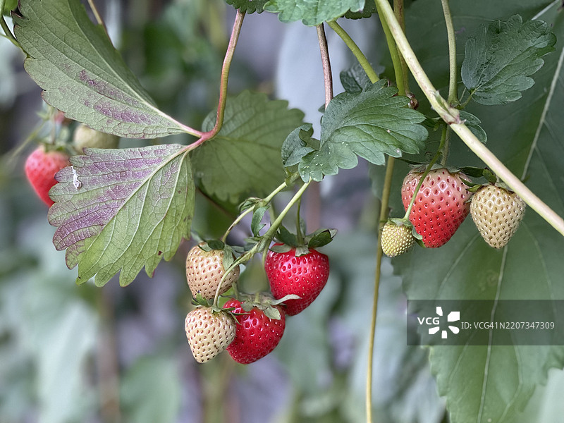 草莓特写，南特威奇，英国图片素材