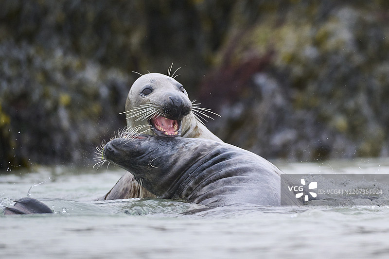 灰海豹（Halichoerus grypus）在水中嬉戏，海洋，杜讷岛，赫尔戈兰，石勒苏益格-荷尔斯泰因，德国，欧洲图片素材