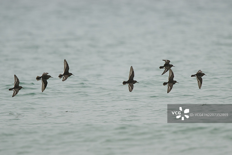 紫沙鸻（Calidris maritima）在海面上飞翔，德国，欧洲，赫尔戈兰，施莱斯维希-霍尔斯坦州，杜讷岛图片素材