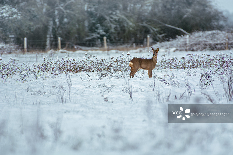 白色动物在雪覆盖的田野上行走的侧面视图图片素材