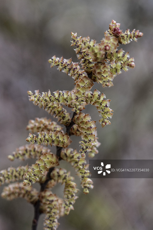 风柳（Myrica gale），花朵，荷兰德伦特省图片素材