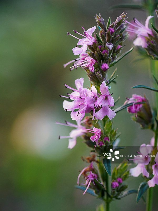 盛开的粉色香蜂草花的特写，背景为自然模糊的绿色。香蜂草（Hyssopus officinalis）图片素材