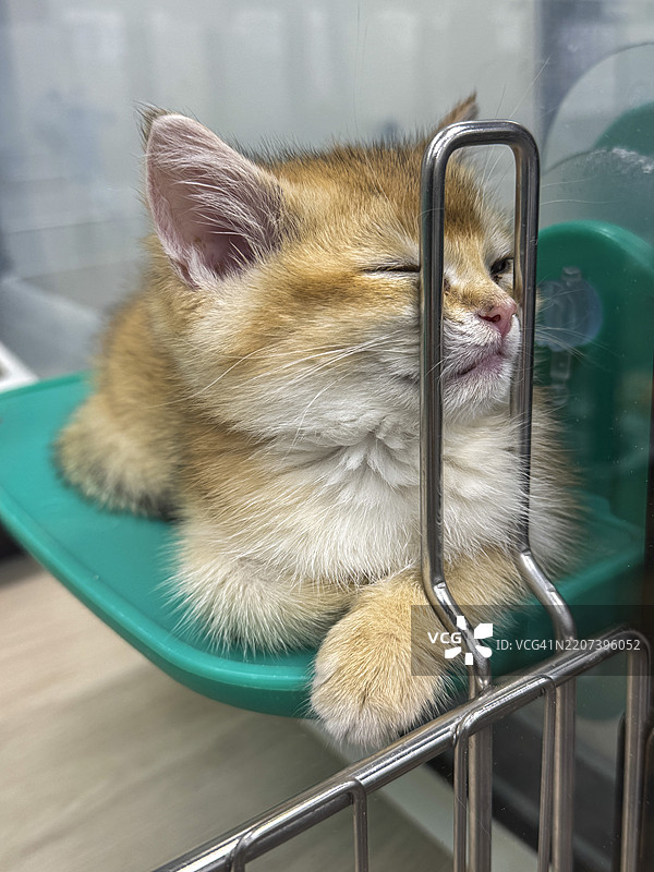 睡着的四个月大金色英国短毛猫小猫图片素材