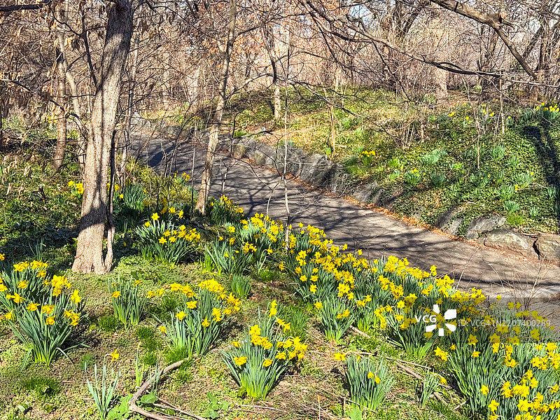 纽约市晨边公园小径旁的水仙花图片素材