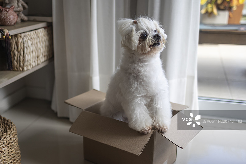白色雌性马尔济斯犬站在客厅的纸箱里图片素材