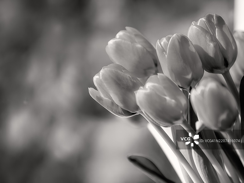 单色郁金香花束图片素材