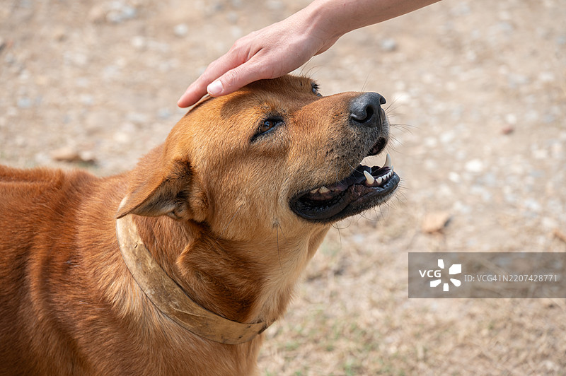 主人抚摸泰国脊背犬的特写镜头。它非常聪明，具有强烈的生存本能，是一只忠诚的家庭犬。图片素材