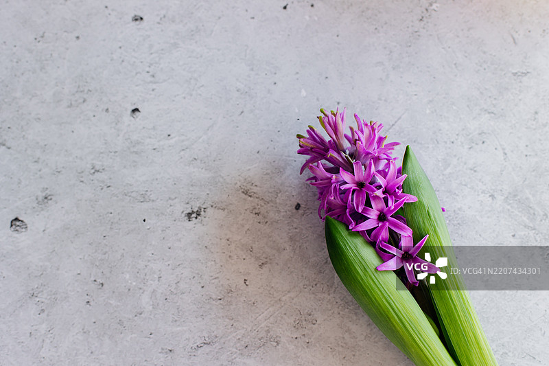 紫色和白色风信子的精致花束，背景为混凝土。图片素材