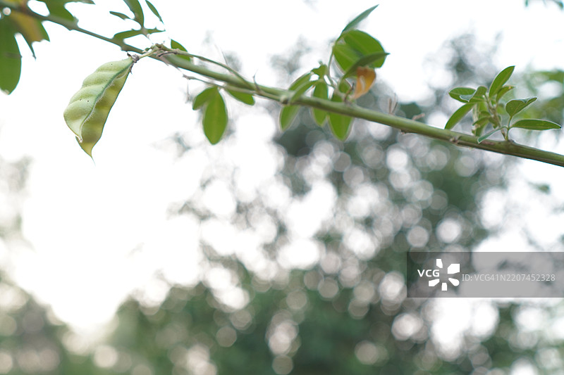 鸽豆(Cajanus canja L Millsp),属于豆科(Leguminosae),又名Kadios。豆荚扁平,年轻的豆荚呈绿色,老豆荚上的红色条纹变为棕黑色,背景为自然风光。图片素材